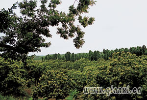 漁戶(hù)寨