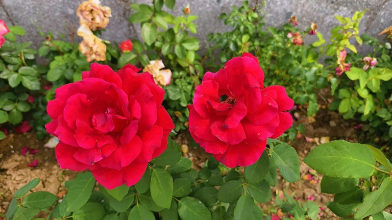 DM_20240529081734_002.jpg